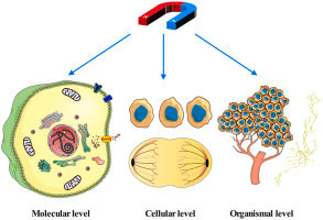 The effect of magnetic fields on tumor occurrence and progression: Recent advances