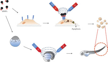 Using Magnets to Kill Cancer