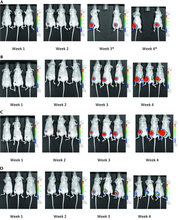 Effect of Magnetic Fields on Tumor Growth and Viability